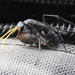 Fabriogenia sp. (genus) (Spider wasp) at Tharwa, ACT - 10 Jan 2024 by JohnBundock