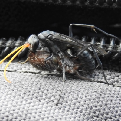 Fabriogenia sp. (genus) (Spider wasp) at Namadgi National Park - 10 Jan 2024 by JohnBundock