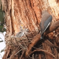 Artamus cyanopterus cyanopterus (Dusky Woodswallow) at Kambah, ACT - 9 Jan 2024 by HelenCross