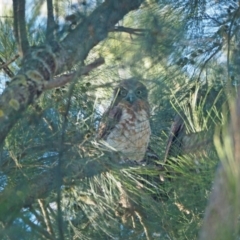 Ninox boobook (Southern Boobook) at Higgins, ACT - 10 Jan 2024 by wombey