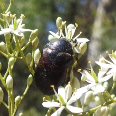 Bisallardiana gymnopleura (Brown flower chafer) at ANBG - 10 Jan 2024 by HelenCross