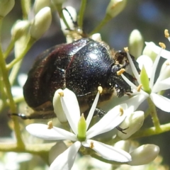 Bisallardiana gymnopleura at ANBG - 10 Jan 2024 11:07 AM