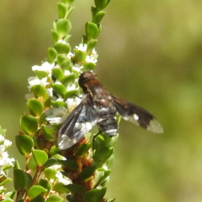 Anthrax sp. (genus) (Unidentified Anthrax bee fly) at ANBG - 10 Jan 2024 by HelenCross
