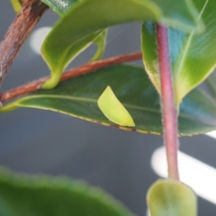 Siphanta acuta (Green planthopper, Torpedo bug) at Higgins, ACT - 10 Jan 2024 by wombey