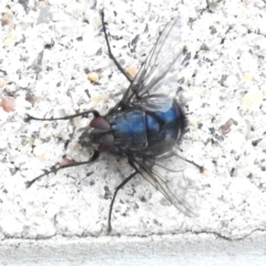 Calliphora vicina (European bluebottle) at Namadgi National Park - 10 Jan 2024 by JohnBundock