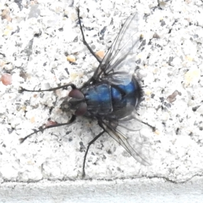 Calliphora vicina (European bluebottle) at Namadgi National Park - 10 Jan 2024 by JohnBundock