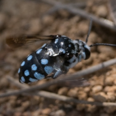 Thyreus caeruleopunctatus (Chequered cuckoo bee) at Uriarra Recreation Reserve - 10 Jan 2024 by patrickcox