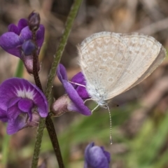 Zizina otis (Common Grass-Blue) at Dunlop Grasslands - 10 Jan 2024 by kasiaaus