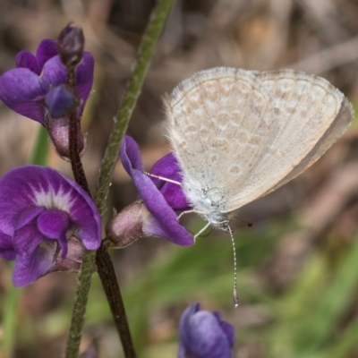 Zizina otis (Common Grass-Blue) at Dunlop Grasslands - 10 Jan 2024 by kasiaaus