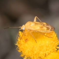 Miridae (family) (Unidentified plant bug) at Dunlop Grasslands - 10 Jan 2024 by kasiaaus