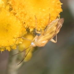 Miridae (family) at Fraser, ACT - 10 Jan 2024