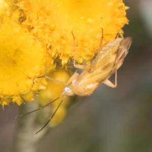 Miridae (family) at Fraser, ACT - 10 Jan 2024 12:24 PM