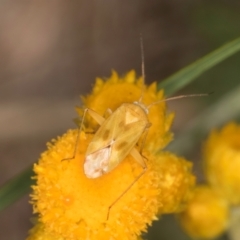 Miridae (family) at Fraser, ACT - 10 Jan 2024