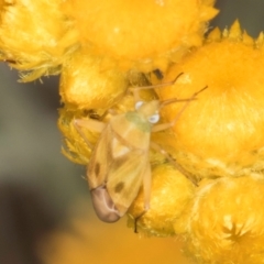 Miridae (family) at Fraser, ACT - 10 Jan 2024