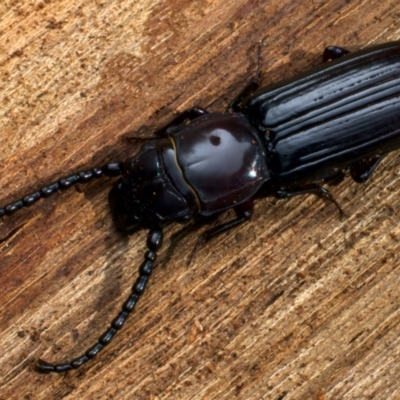 Passandra marginata (Parasitic Flat Bark Beetle) at Mount Ainslie - 10 Jan 2024 by jb2602