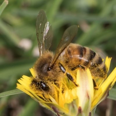 Apis mellifera (European honey bee) at Dunlop Grassland (DGE) - 10 Jan 2024 by kasiaaus