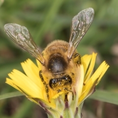 Apis mellifera at Fraser, ACT - 10 Jan 2024