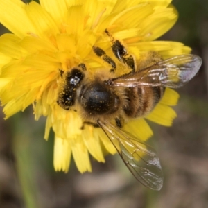 Apis mellifera at Fraser, ACT - 10 Jan 2024 12:02 PM