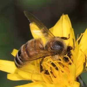 Apis mellifera at Fraser, ACT - 10 Jan 2024