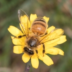 Apis mellifera at Fraser, ACT - 10 Jan 2024 12:02 PM