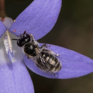 Leioproctus sp. (genus) at Dunlop Grassland (DGE) - 10 Jan 2024