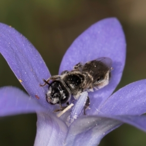 Leioproctus sp. (genus) at Dunlop Grassland (DGE) - 10 Jan 2024