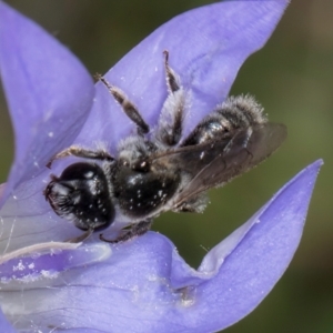 Leioproctus sp. (genus) at Dunlop Grassland (DGE) - 10 Jan 2024