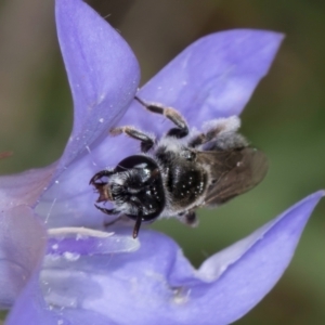 Leioproctus sp. (genus) at Dunlop Grassland (DGE) - 10 Jan 2024