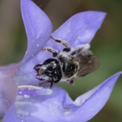 Leioproctus sp. (genus) at Dunlop Grassland (DGE) - 10 Jan 2024