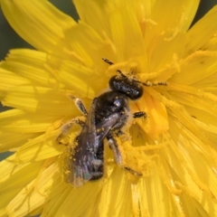 Lasioglossum (Chilalictus) sp. (genus & subgenus) (Halictid bee) at Dunlop Grasslands - 10 Jan 2024 by kasiaaus