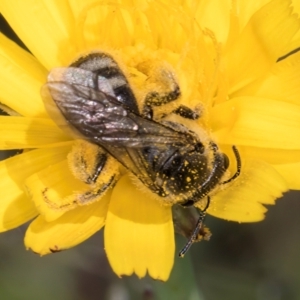 Lasioglossum (Chilalictus) sp. (genus & subgenus) at Fraser, ACT - 10 Jan 2024 12:09 PM