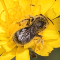 Lasioglossum (Chilalictus) sp. (genus & subgenus) at Fraser, ACT - 10 Jan 2024 12:09 PM