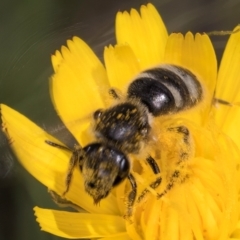 Lasioglossum (Chilalictus) sp. (genus & subgenus) at Fraser, ACT - 10 Jan 2024 12:09 PM