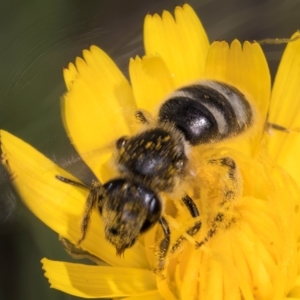 Lasioglossum (Chilalictus) sp. (genus & subgenus) at Fraser, ACT - 10 Jan 2024 12:09 PM