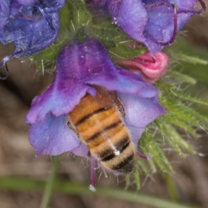 Apis mellifera at Fraser, ACT - 10 Jan 2024 12:15 PM