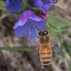 Apis mellifera at Dunlop Grassland (DGE) - 10 Jan 2024