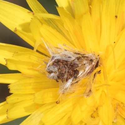 Heliocosma (genus) (A Tortricid moth) at Fraser, ACT - 10 Jan 2024 by kasiaaus