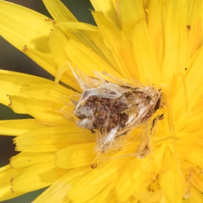 Heliocosma (genus) (A Tortricid moth) at Dunlop Grassland (DGE) - 10 Jan 2024 by kasiaaus