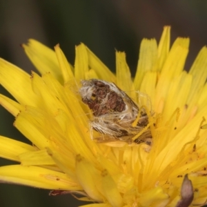 Heliocosma (genus) at Dunlop Grassland (DGE) - 10 Jan 2024