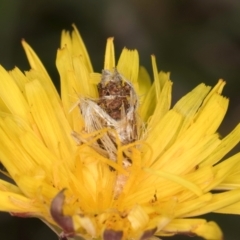 Heliocosma (genus) at Fraser, ACT - 10 Jan 2024