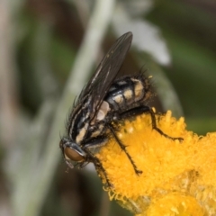 Oxysarcodexia varia (Striped Dung Fly) at Dunlop Grassland (DGE) - 10 Jan 2024 by kasiaaus