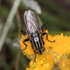 Oxysarcodexia varia at Fraser, ACT - 10 Jan 2024 12:25 PM