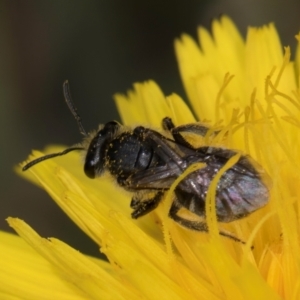 Lasioglossum (Chilalictus) sp. (genus & subgenus) at Fraser, ACT - 10 Jan 2024 12:33 PM