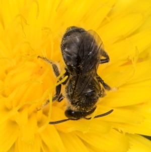 Lasioglossum (Chilalictus) sp. (genus & subgenus) at Fraser, ACT - 10 Jan 2024 12:33 PM