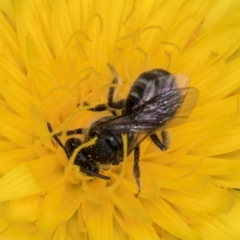 Lasioglossum (Chilalictus) sp. (genus & subgenus) at Fraser, ACT - 10 Jan 2024 12:33 PM