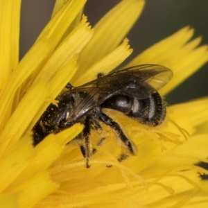 Lasioglossum (Chilalictus) sp. (genus & subgenus) at Fraser, ACT - 10 Jan 2024