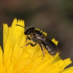 Lasioglossum (Chilalictus) sp. (genus & subgenus) at Dunlop Grassland (DGE) - 10 Jan 2024