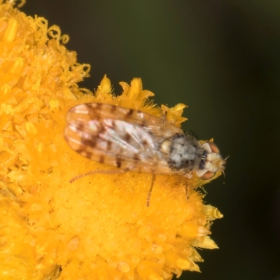 Austrotephritis pelia (Australian Fruit Fly) at Dunlop Grassland (DGE) - 10 Jan 2024 by kasiaaus