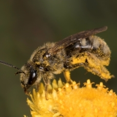 Lasioglossum (Chilalictus) sp. (genus & subgenus) (Halictid bee) at Dunlop Grassland (DGE) - 10 Jan 2024 by kasiaaus