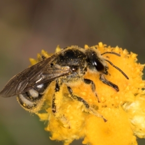 Lasioglossum (Chilalictus) sp. (genus & subgenus) at Fraser, ACT - 10 Jan 2024